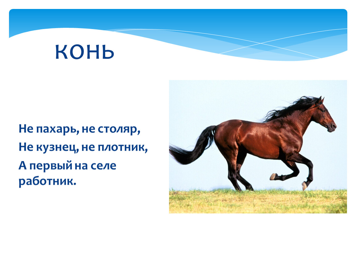 Конь слова. Не Пахарь не Столяр. Загадка о Пахарь не кузнец не плотник а 1. Не Пахарь не Столяр не кузнец не плотник а первый. Не Пахарь не кузнец не плотник а 1 на.