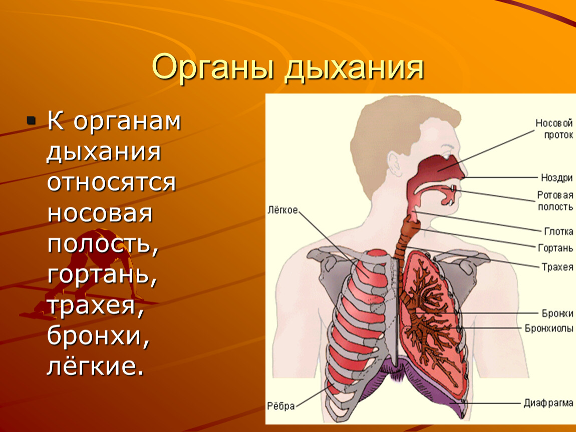 Соотнесите изображение органа дыхания с представителем класса. Дыхательная система человека носовая полость. Дыхательная система органов дыхания биология 8 класс. Система дыхания анатомия. Название органов дыхательной системы.