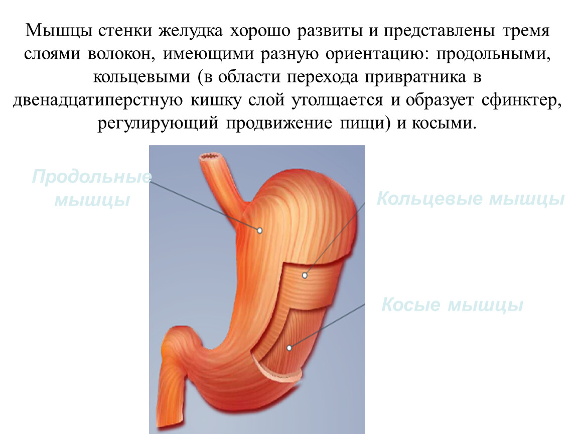 Функция оболочек желудка. Циркулярный мышечный слой желудка. Строение мышечного слоя желудка. Строение стенки желудка анатомия. В мышечной оболочке три слоя желудок.