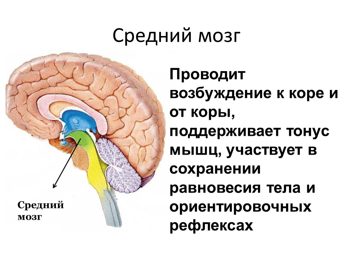Строение среднего мозга в головном мозге. Функции среднего мозга и коры. Средний мозг функции. Средний мозг картинка. Средний отдел мозга функции.