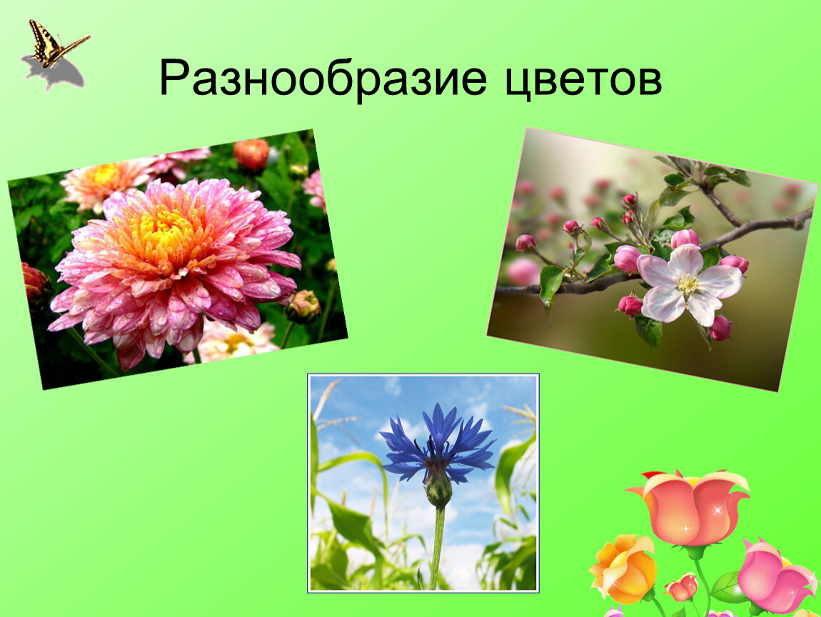 Видео презентация цветы
