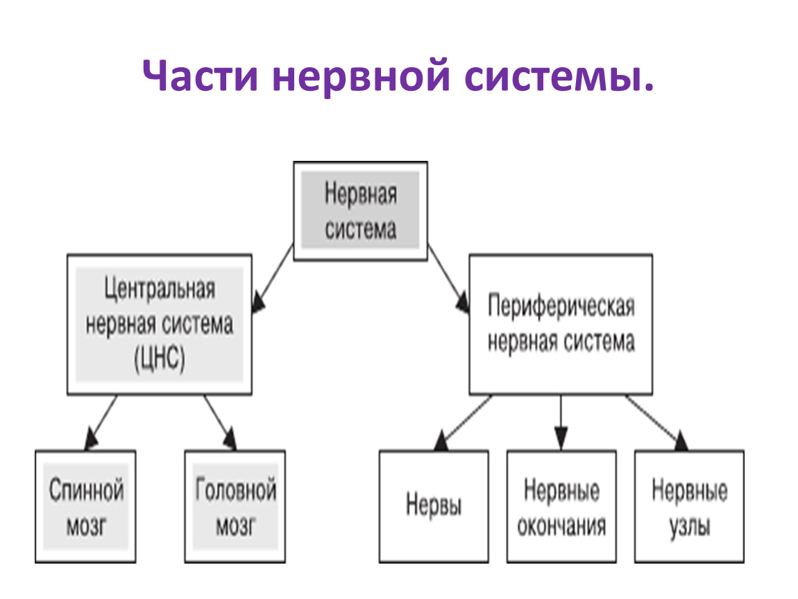 Части нервной системы. Три части нервной системы. Нервная система схема. Нервная система часть нервной системы.