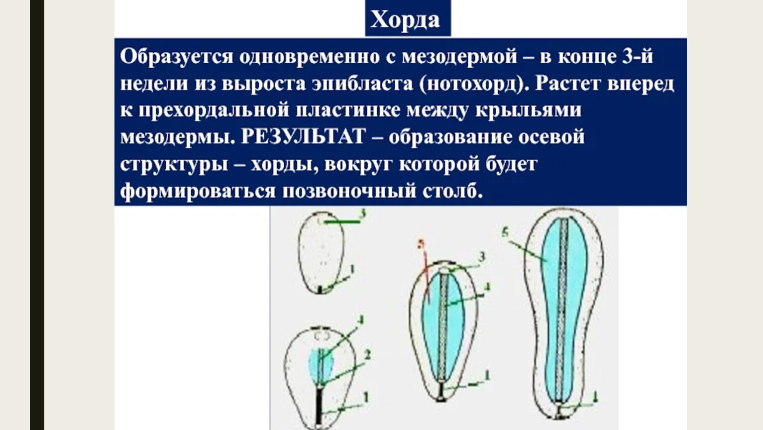 Хорда образует. Хорда образуется. Хорда развивается из. Развитие хорды. Образование хорды.