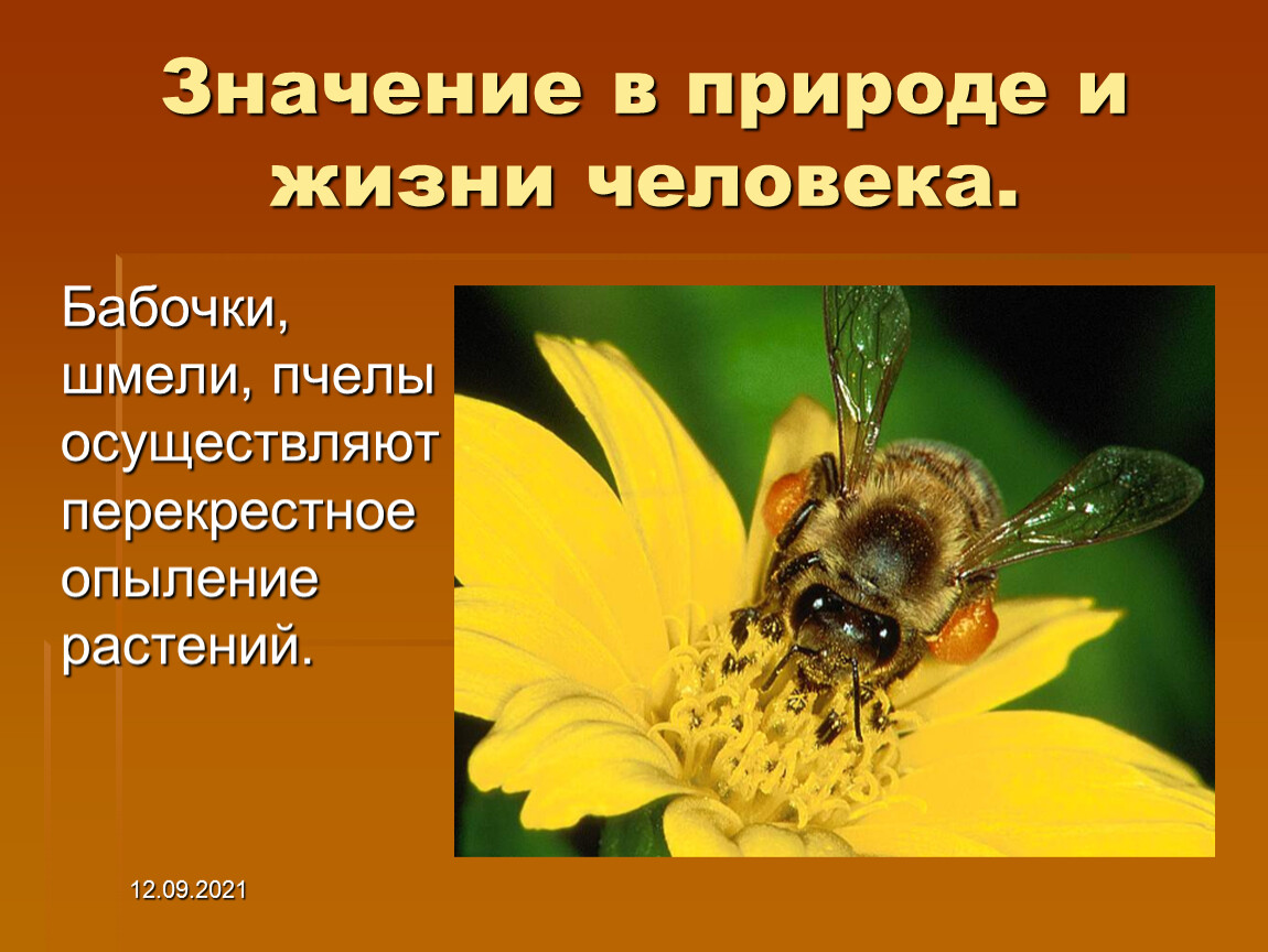 Пчелы в жизни человека. Значение пчел в жизни человека. Роль пчел в природе и жизни человека. Роль пчелы в жизни человека. Значение пчёл в природе и жизни человека.