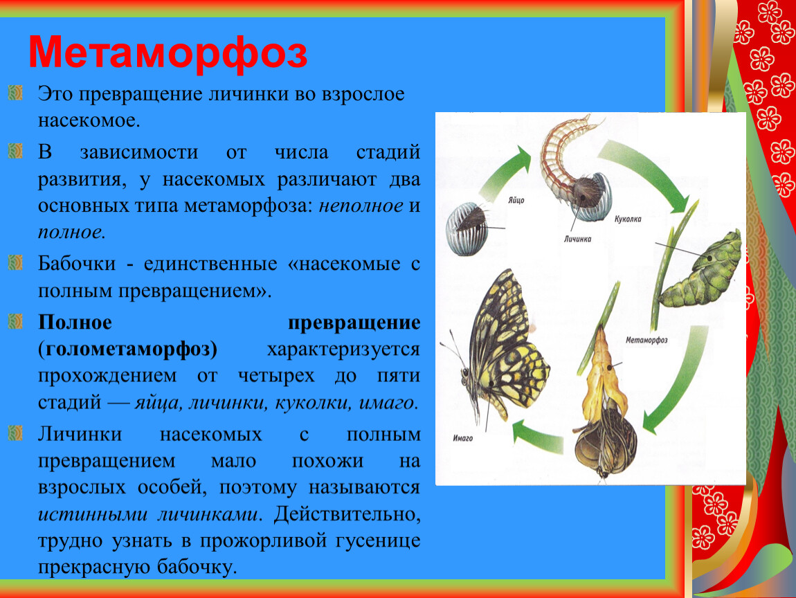 Сайт учителя начальных классов Марины Александровны Пустобаевой