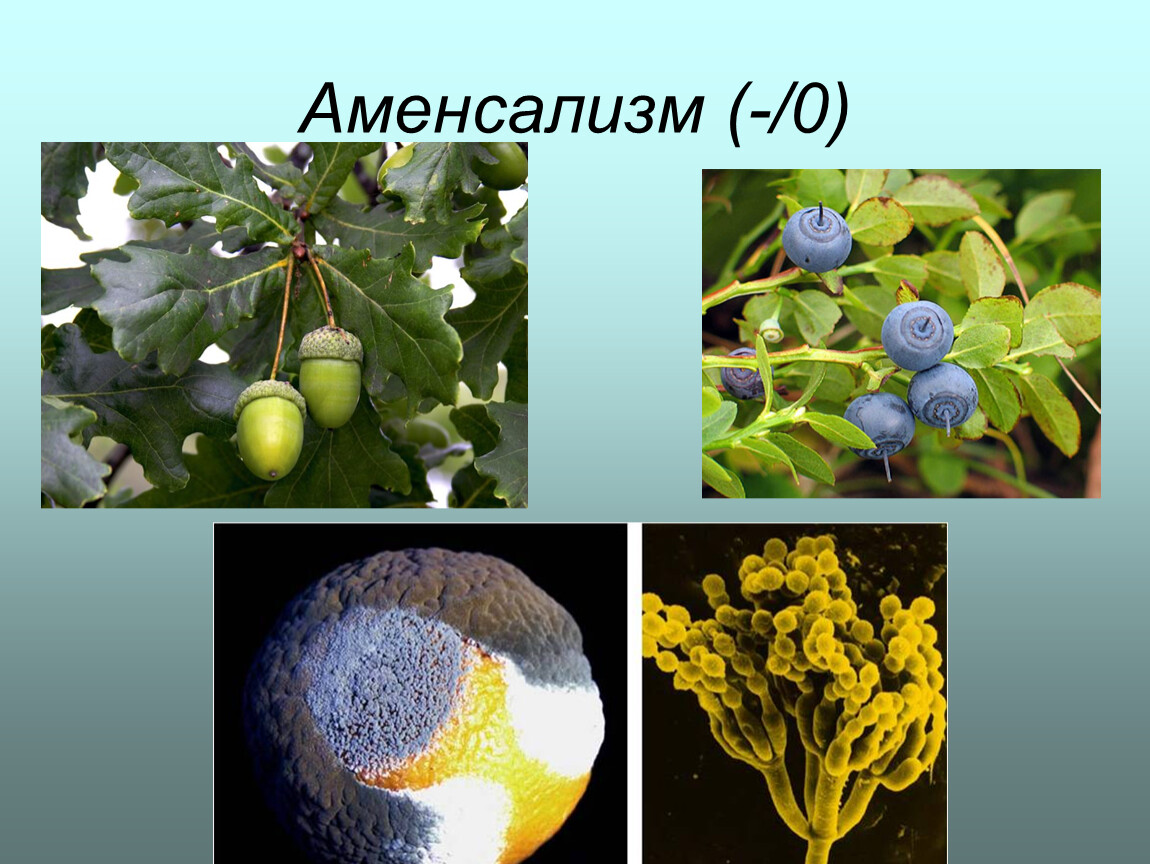 Аменсализм. Аменсализм примеры животных и растений. Аменсализм примеры растений. Аменсализм примеры животных.