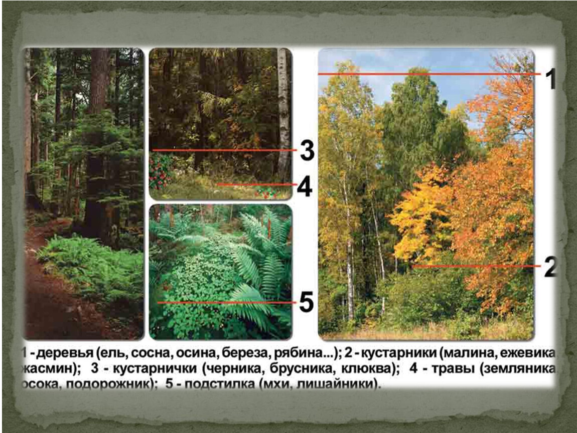Какую роль играет ярусность в природных сообществах. Ярусы широколиственных лесов России. Лесные этажи ярусы лиственного леса. 4 Ярус лиственного леса. Природное сообщество лес ярусы леса.