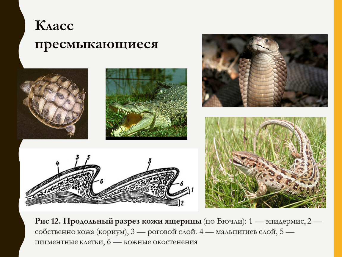 Для кожного покрова рептилий характерно