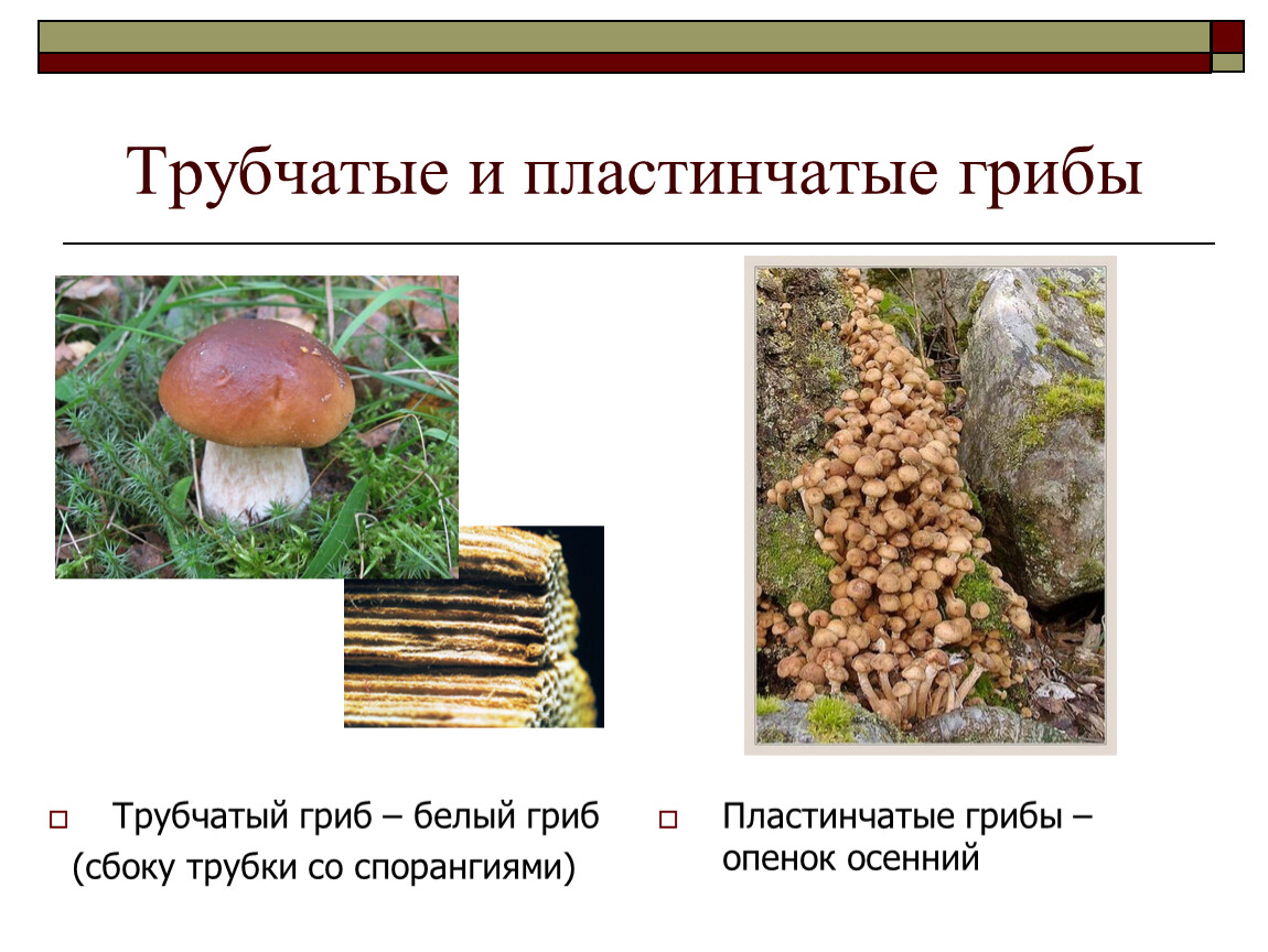 Белый гриб относится к съедобным трубчатым. Белый гриб трубчатый или пластинчатый. Белый гриб трубчатый или пластинчатый гриб. Трубчатые или пластинчатые грибы. Белый гриб трубчатые и пластинчатые.