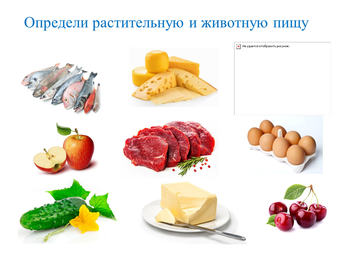 Определен растительный продукт. Растительная и животная пища. Продукты растительного и животного происхождения. Растения пища для животных. Животная пища растительная пища вода молочные продукты.