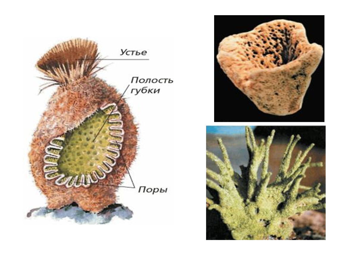 Внутренние губки. Многоклеточные Тип губки строение. Губки Porifera Spongia. Тип губка биология 7 класс строение. Многоклеточные беспозвоночные Тип губки.