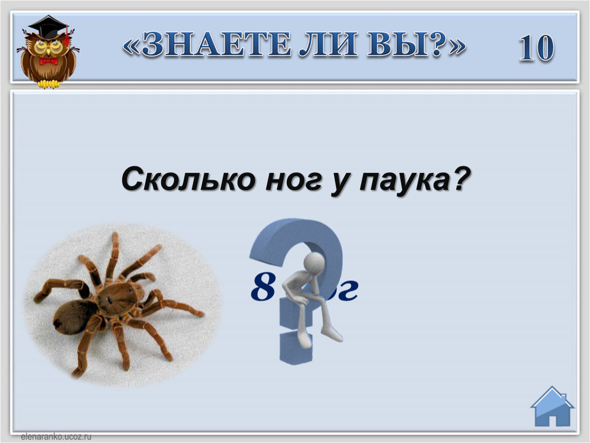 Паук сколько ног. Сколько ног у паука. Паук количество ног. Сколько ножек у паука. Паук 8 ног.