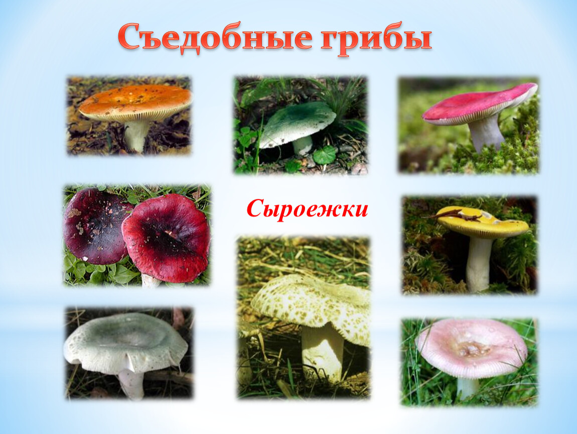 Сыроежки грибы фото съедобные и ложные фото и описание