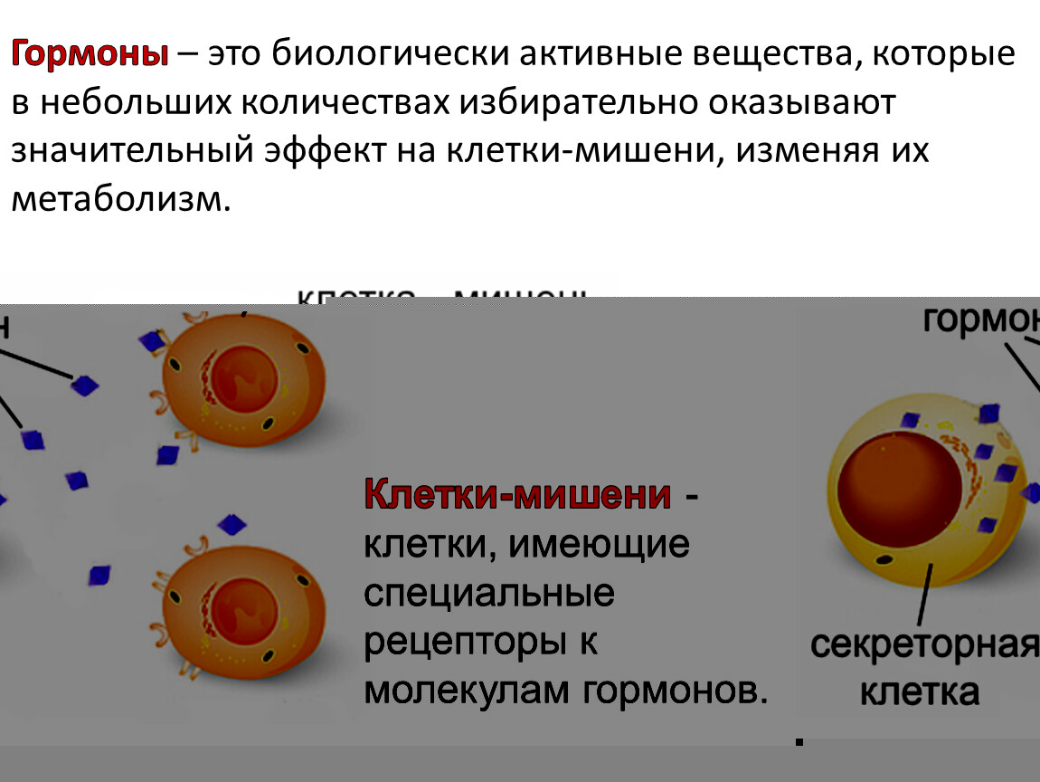 Клетки мишени. Клетки мишени гормонов. Кортизол клетки мишени. Клетки мишени гонадотропных гормонов.