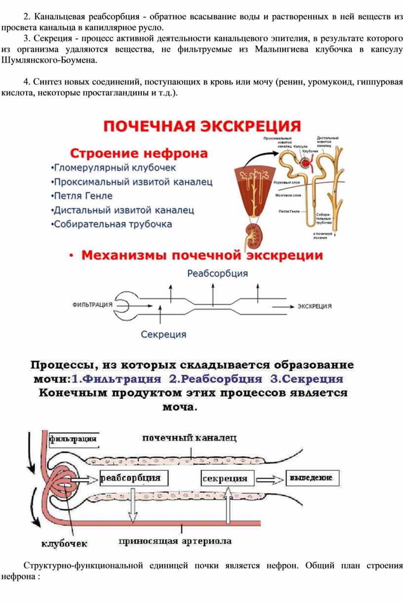 Клубочковая фильтрация канальцевая реабсорбция