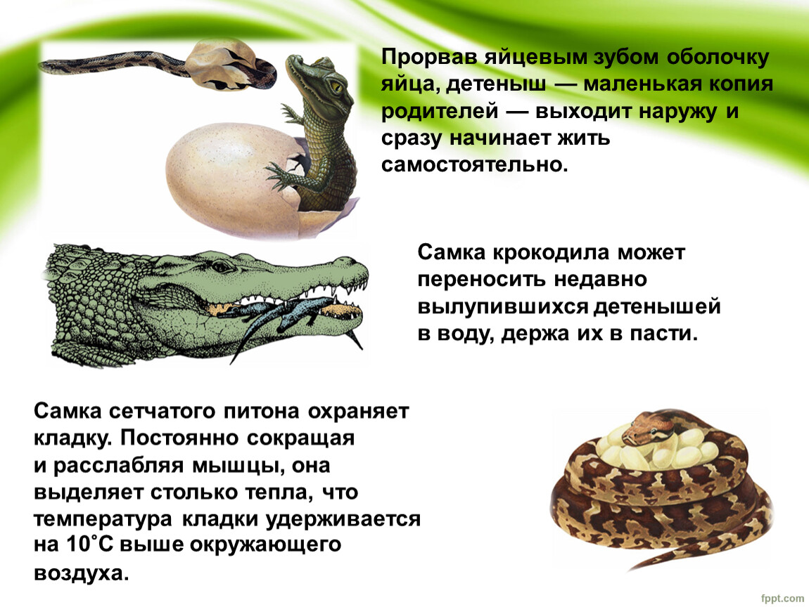 Оболочка яйца рептилий. Яйцевые оболочки рептилий. Оболочка яйца крокодила.
