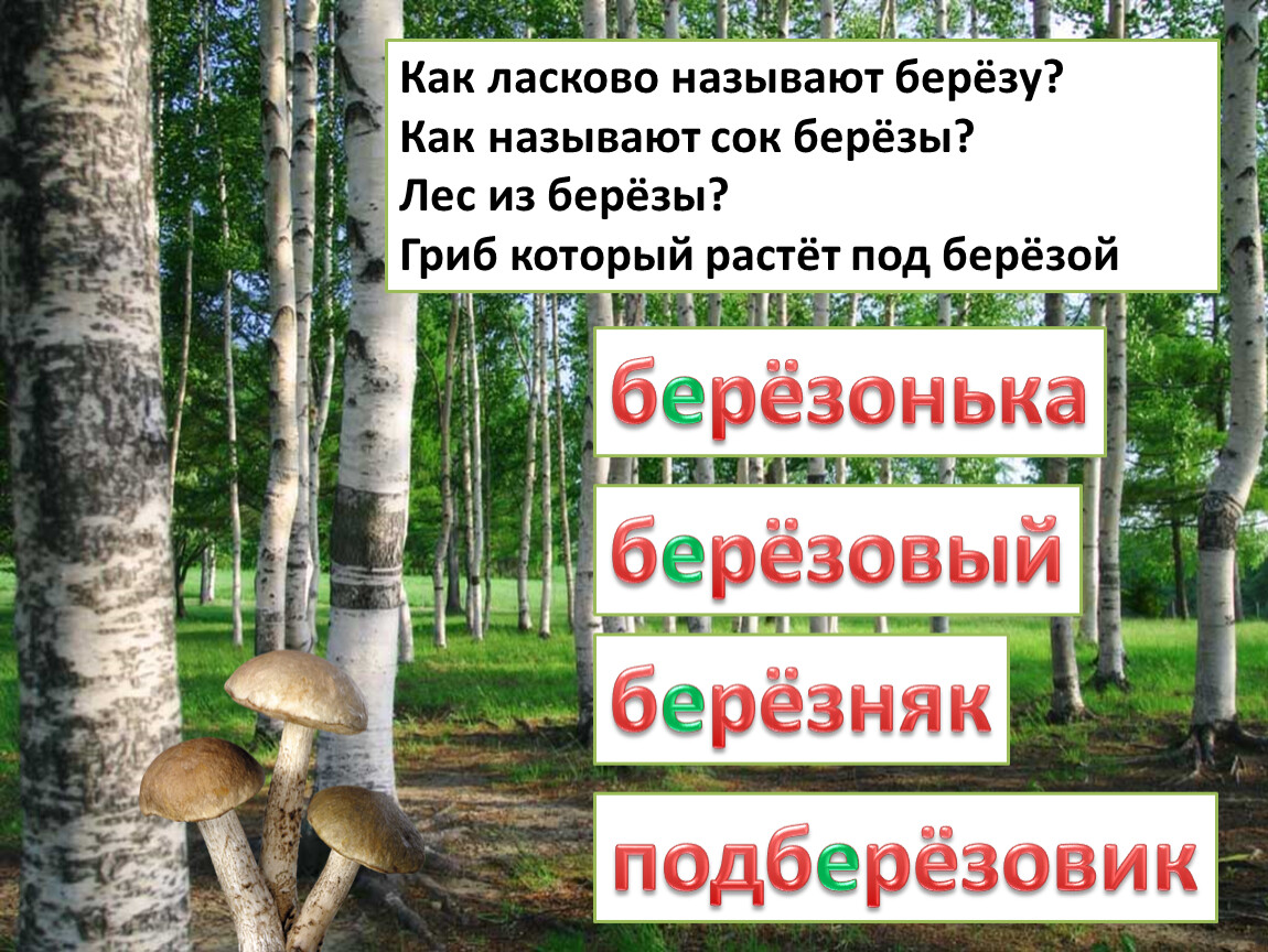 Корень слова береза. Как ласково называют березу?. Береза ласково. Как называют березку. Назови ласково береза.