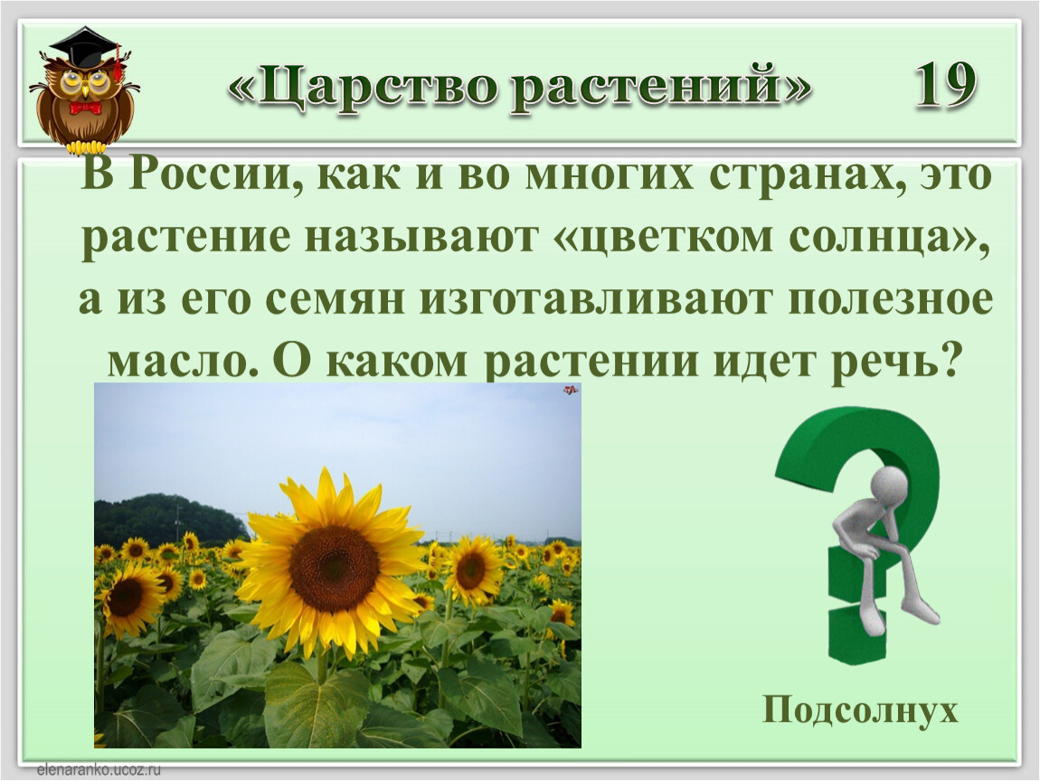 О каком цветке идет речь. Царство растения подсолнух. О каком растении идет речь. Как о каком растении идет речь это. Что называют цветком солнца.