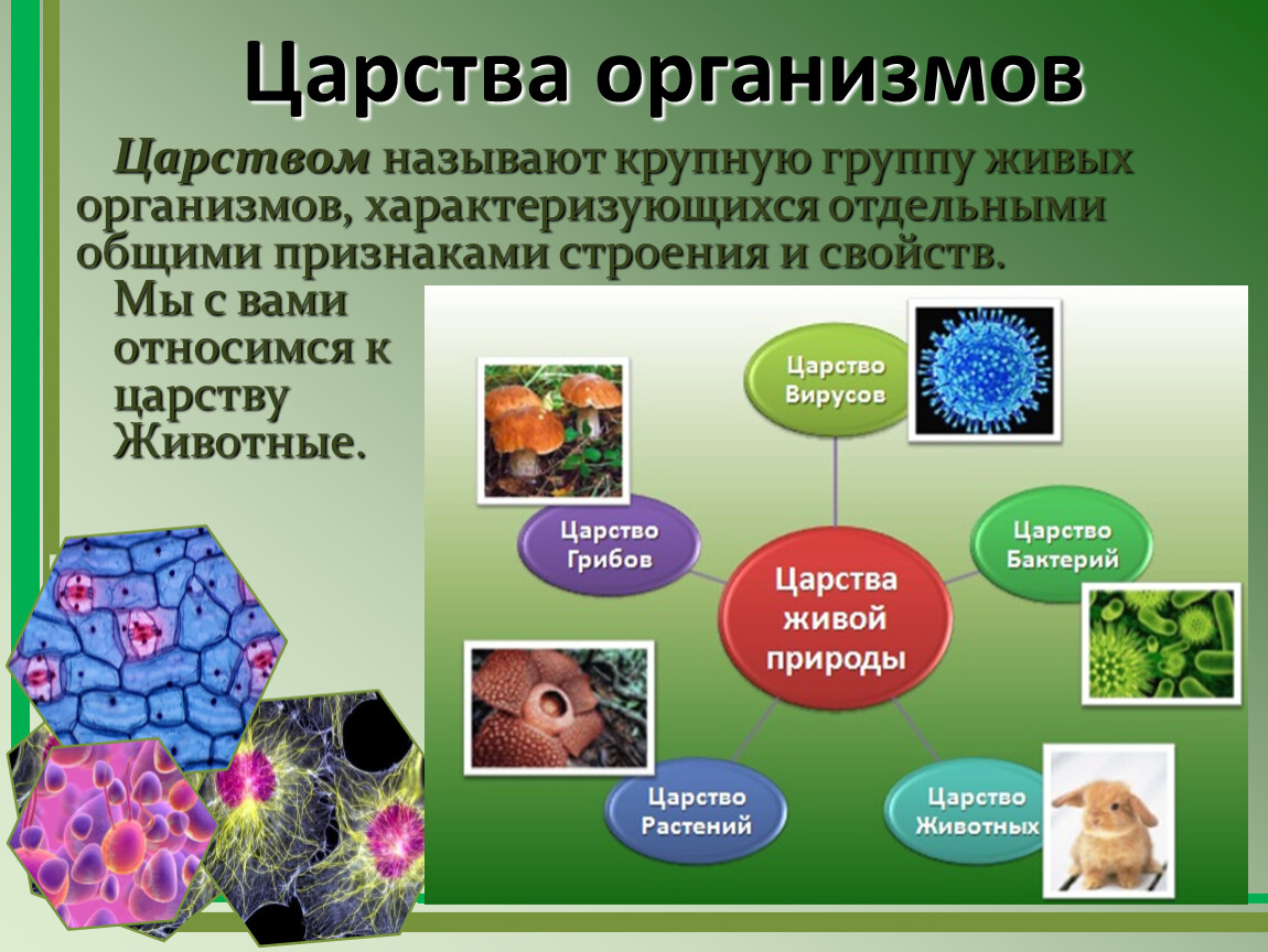 Вирусы грибы растения объединены общим признаком. Царства организмов. Царства живых организмов 6 класс. Живые организмы. Живые организмы характеризуются.