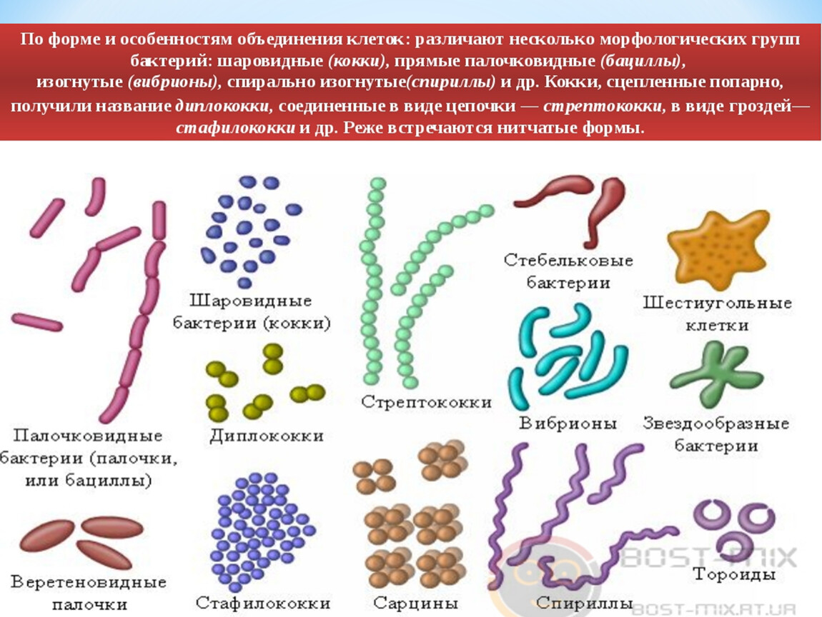 Огэ биология бактерии. Формы клеток бактериальных клеток. Шаровидные и палочковидные формы бактерий. Формы бактерий кокки бациллы вибрионы. Формы бактерий с примерами.