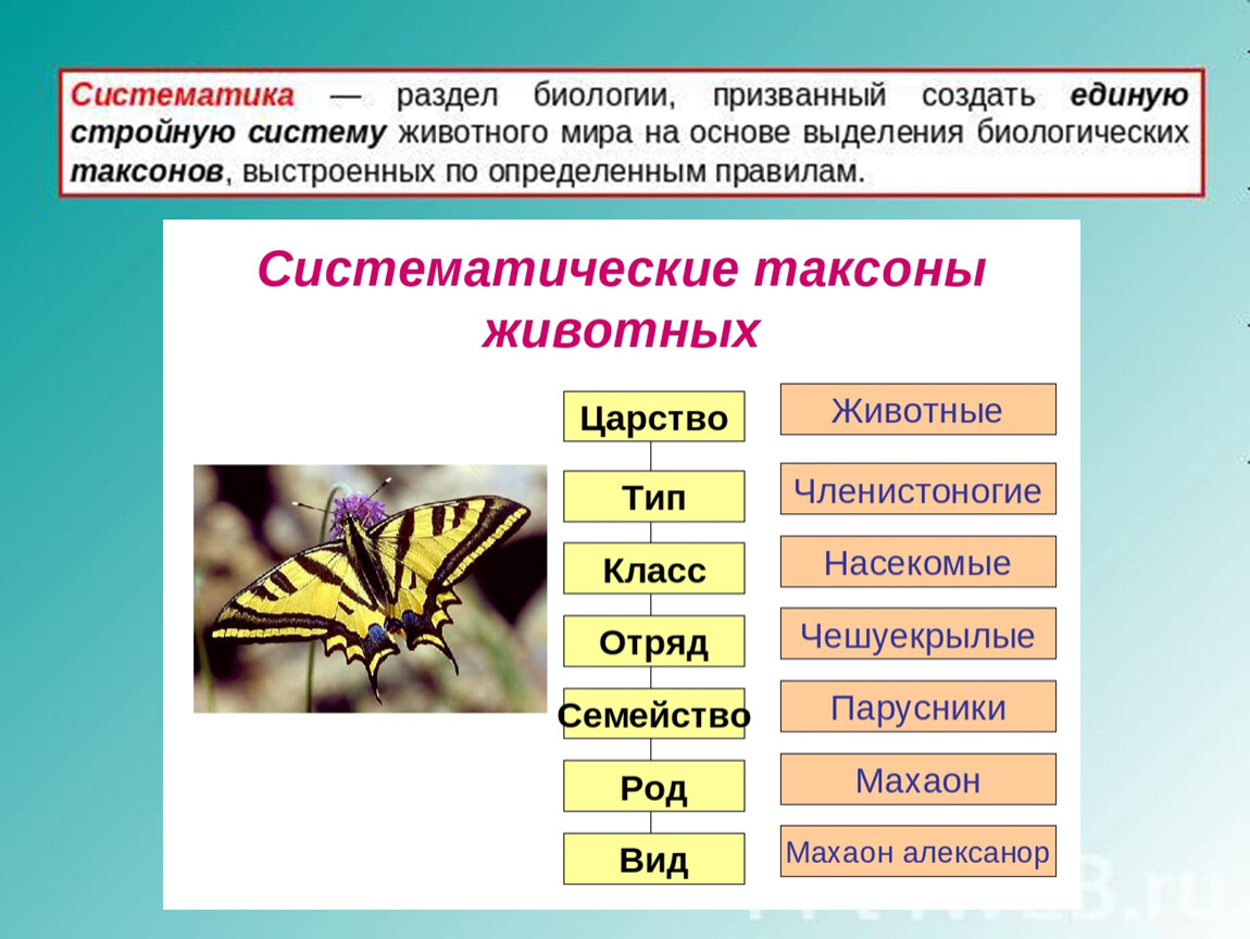 Систематические категории животных. Классификация животных 7 класс биология. Систематика животных 5 класс биология. Классификация животных 7 класс биология таблица. Классификация животных и основные систематические группы.