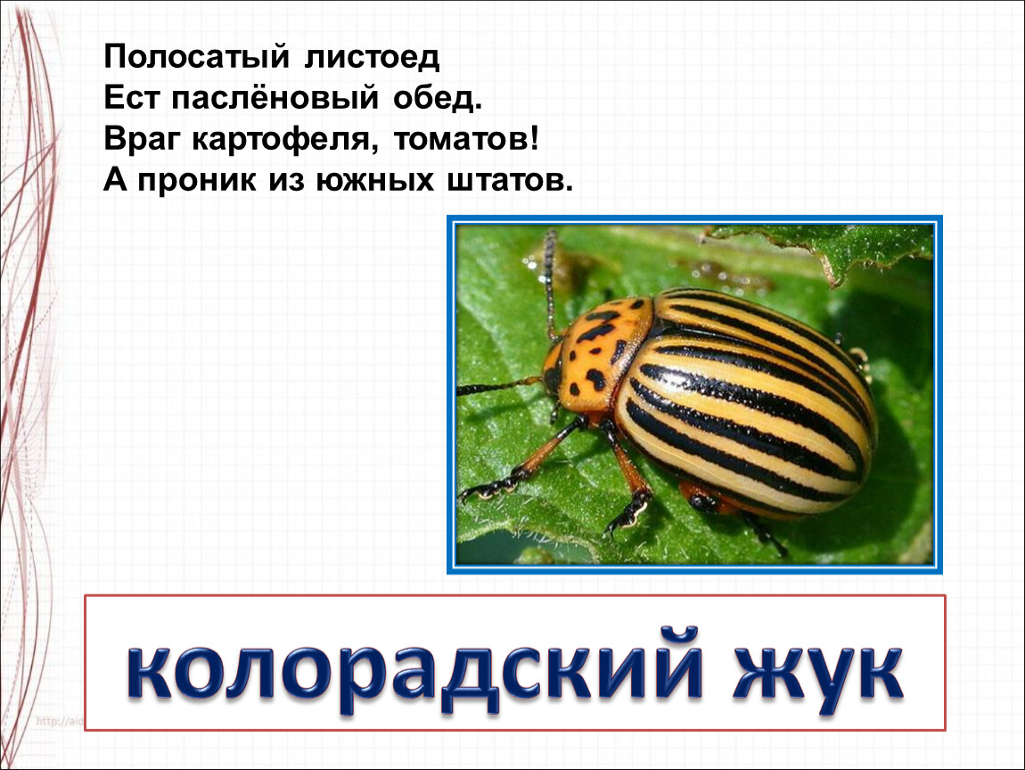 Жуков презентация 1 класс. Жук Листоед полосатый. Колорадский Жук. Загадка про колорадского жука. Красный полосатый Жук похож на колорадского.