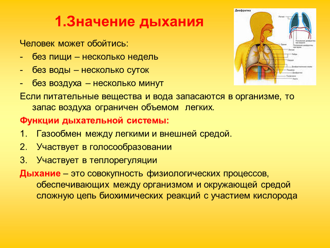 Вдох значение. Значение дыхательной системы человека. Значение системы органов дыхания. Важность дыхательной системы. Значение двтельной системы.