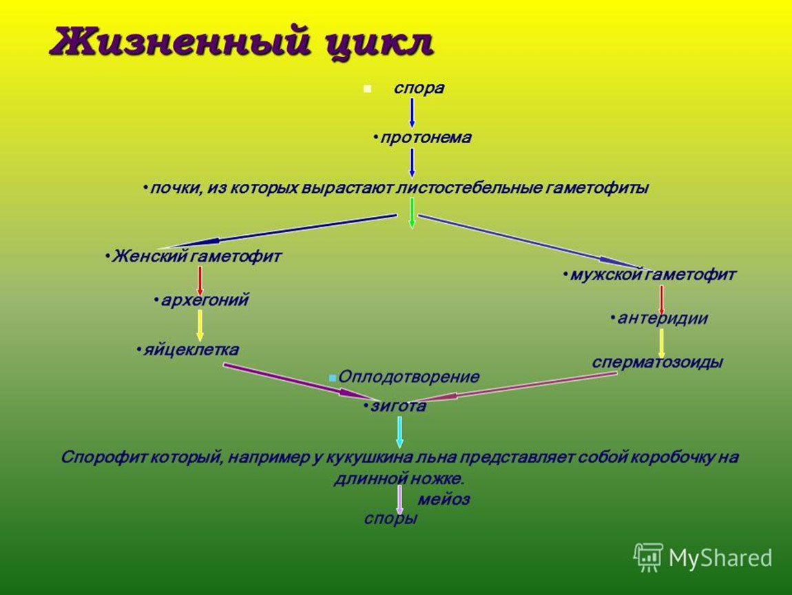 Циклы высших споровых растений. Жизненный цикл высших споровых растений схема. Цикл развития высших споровых растений схема. Высшие споровые растения жизненный цикл. Жизненный цикл споровых растений.