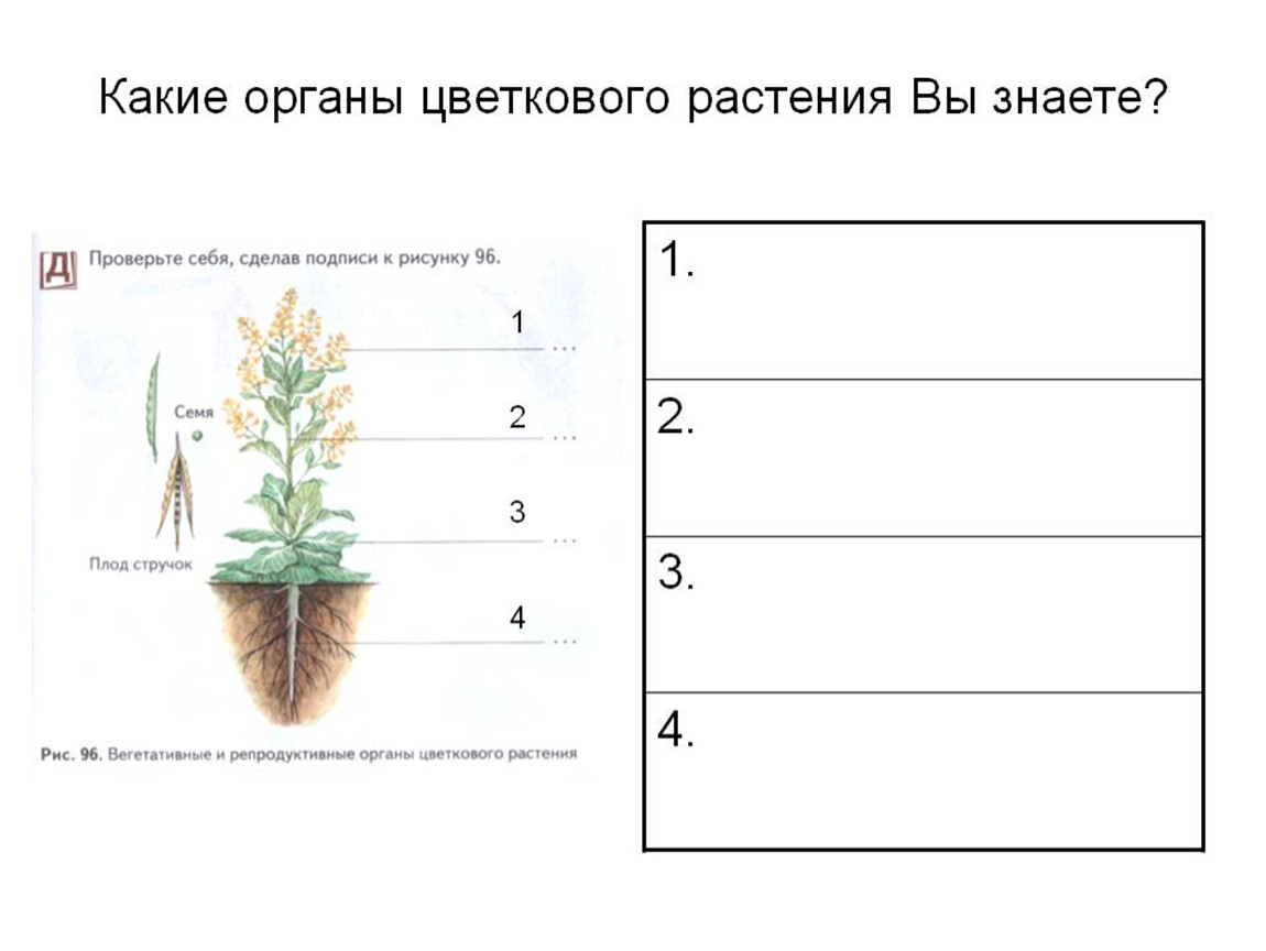 Подпиши органы растений. Органы цветкового растения. Строение органов растений. Карточка органы растения. Органы растения схема.
