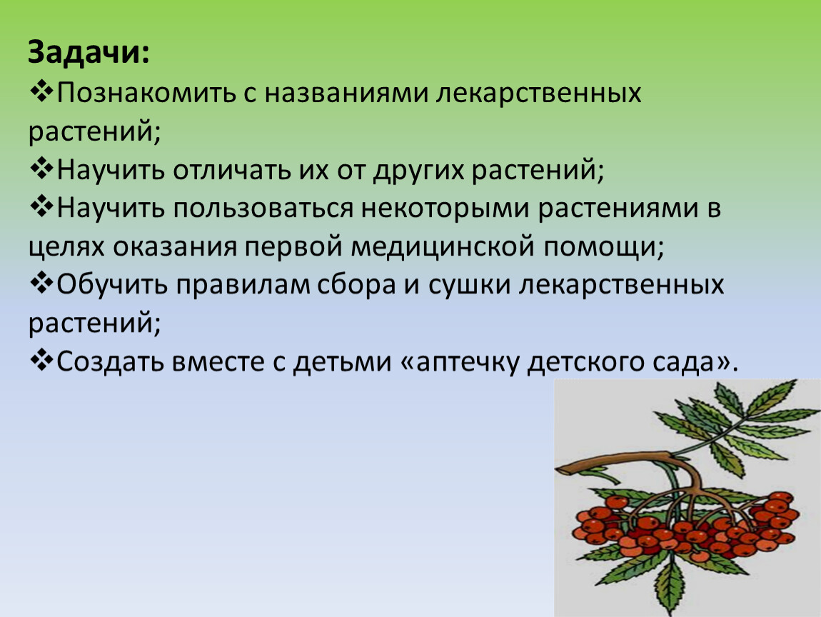 Лекарственные травы презентация