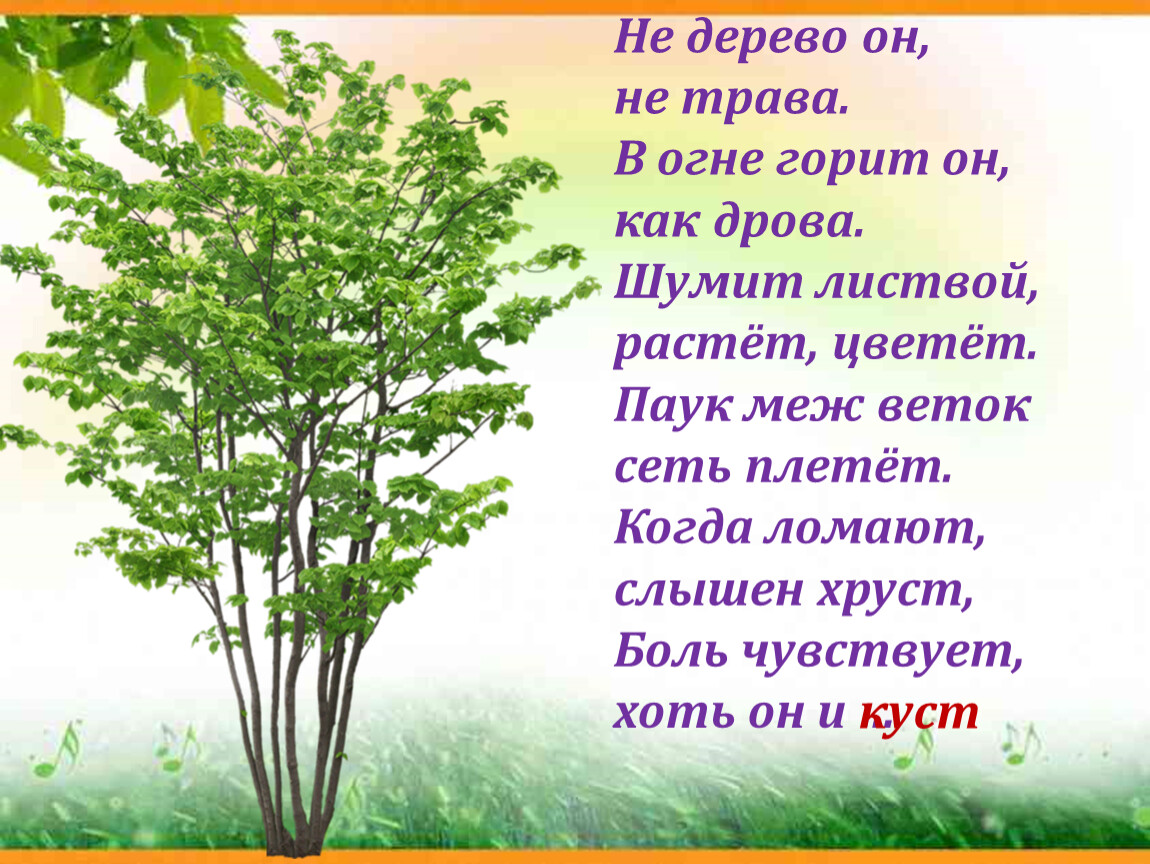 Деревья не растут слова. Ним (дерево). Деревца не шумят. Как описать шум листвы деревьев.