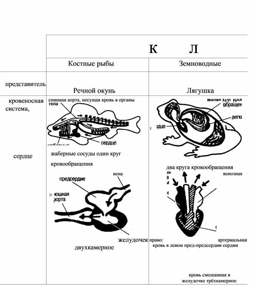 Классификация земноводных схема