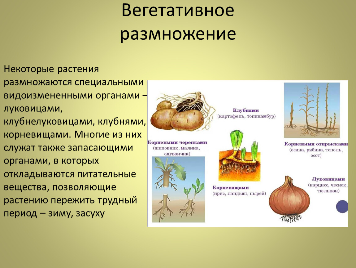 Размножить клубнем можно лук картофель тюльпан. Вегетативное размножение растений клубнелуковицами. Размножение корневищем клубнем луковицей. Вегетативное размножение клубнелуковицами. Вегетативное размножение клубнями.