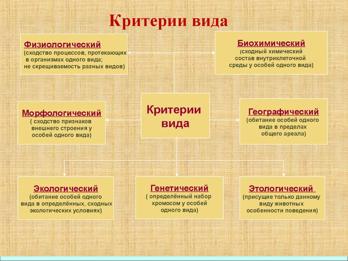 Какой критерий вида свидетельствует о принадлежности изображенных на рисунке