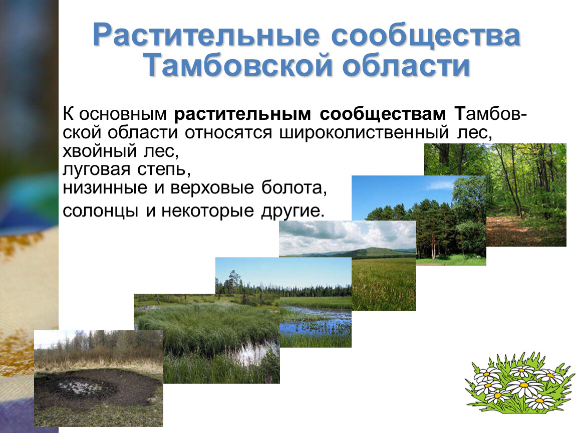 Растительные сообщества видео. Растительные сообщества. Растительность Тамбовской области. Растительные сообщества схема. Растительные сообщества Ленинградской области.