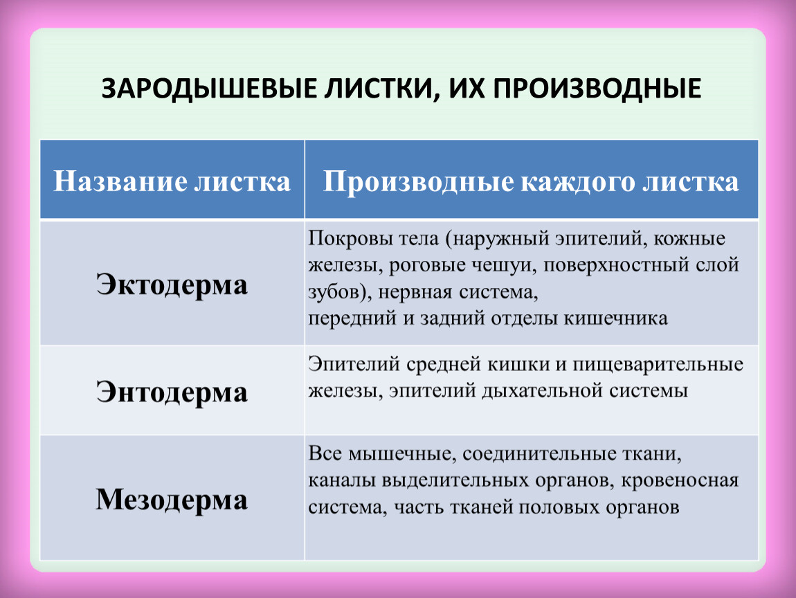 Зародышевые листки тканей. Производные зародышевых листков мезодерма. Эктодерма производные зародышевых листков. Производные 3 зародышевых листков. Производные мезодермального зародышевого листка.