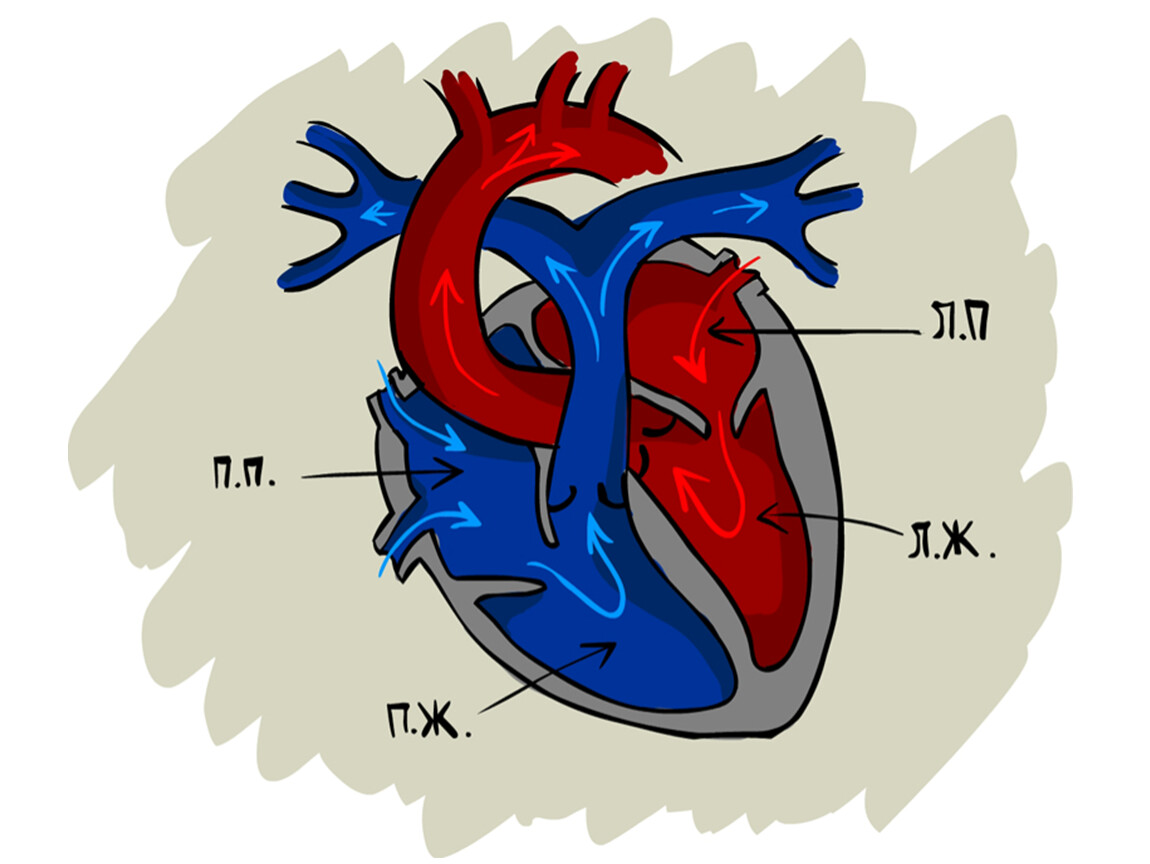 Сердце человека состоит из. Строение сердца схема. Строение сердца человека рисунок. Строение человеческого сердца схема. Строение сердца схема простая.