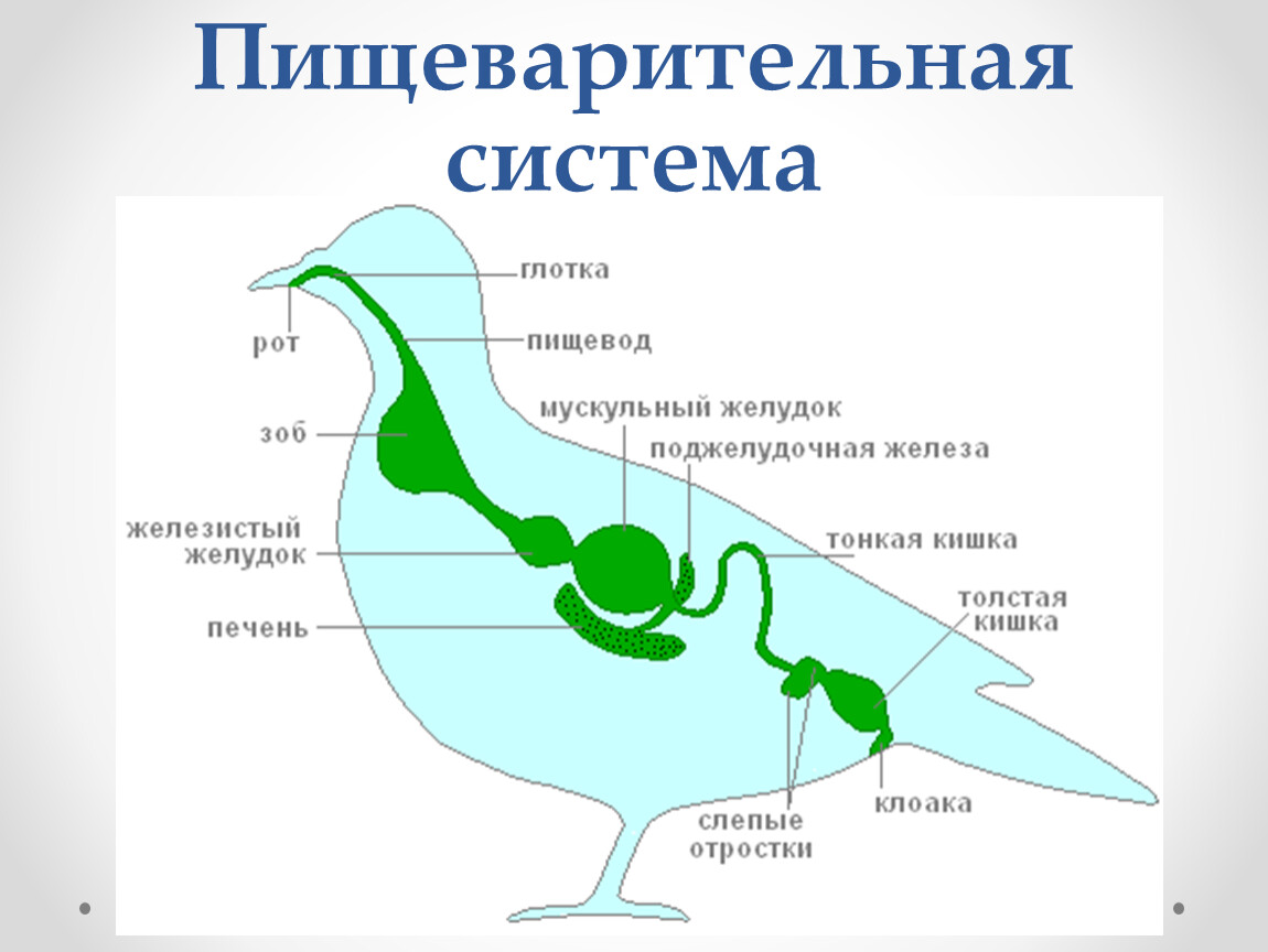 Схема пищеварительной системы птицы рисунок