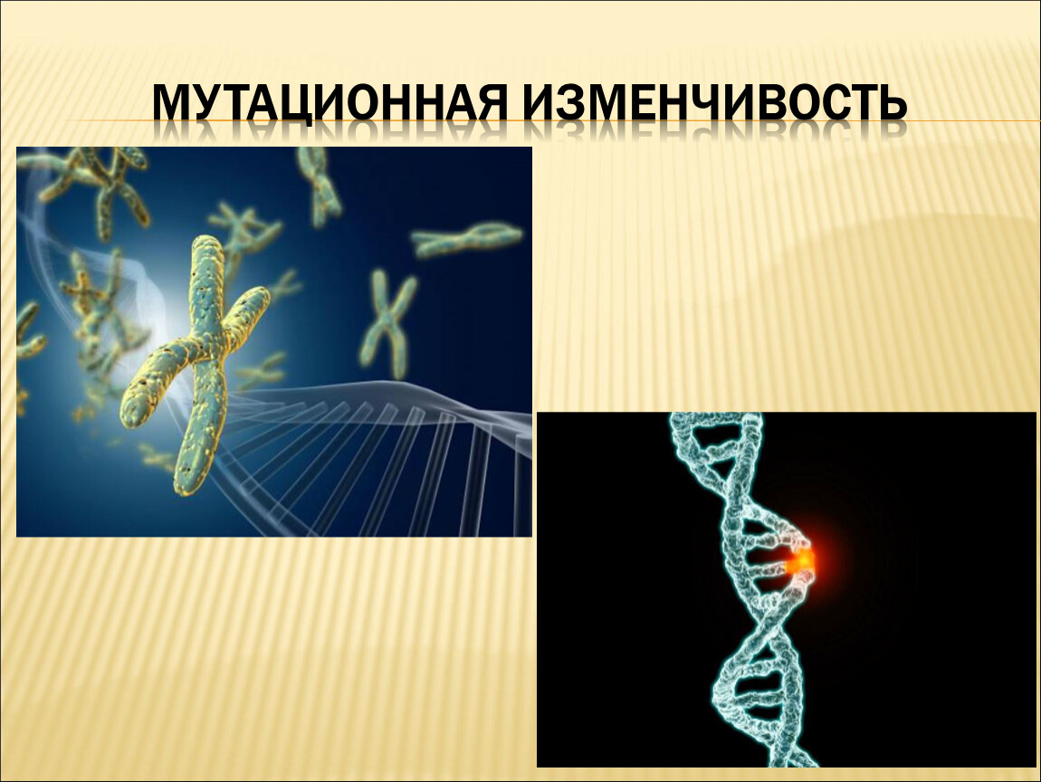 Вид биология 9. Мутационная изменчивость. Мутационная изменчивость это в биологии. Мутационная изменчивость презентация. Презентация по биологии 9 класс мутационная изменчивость.