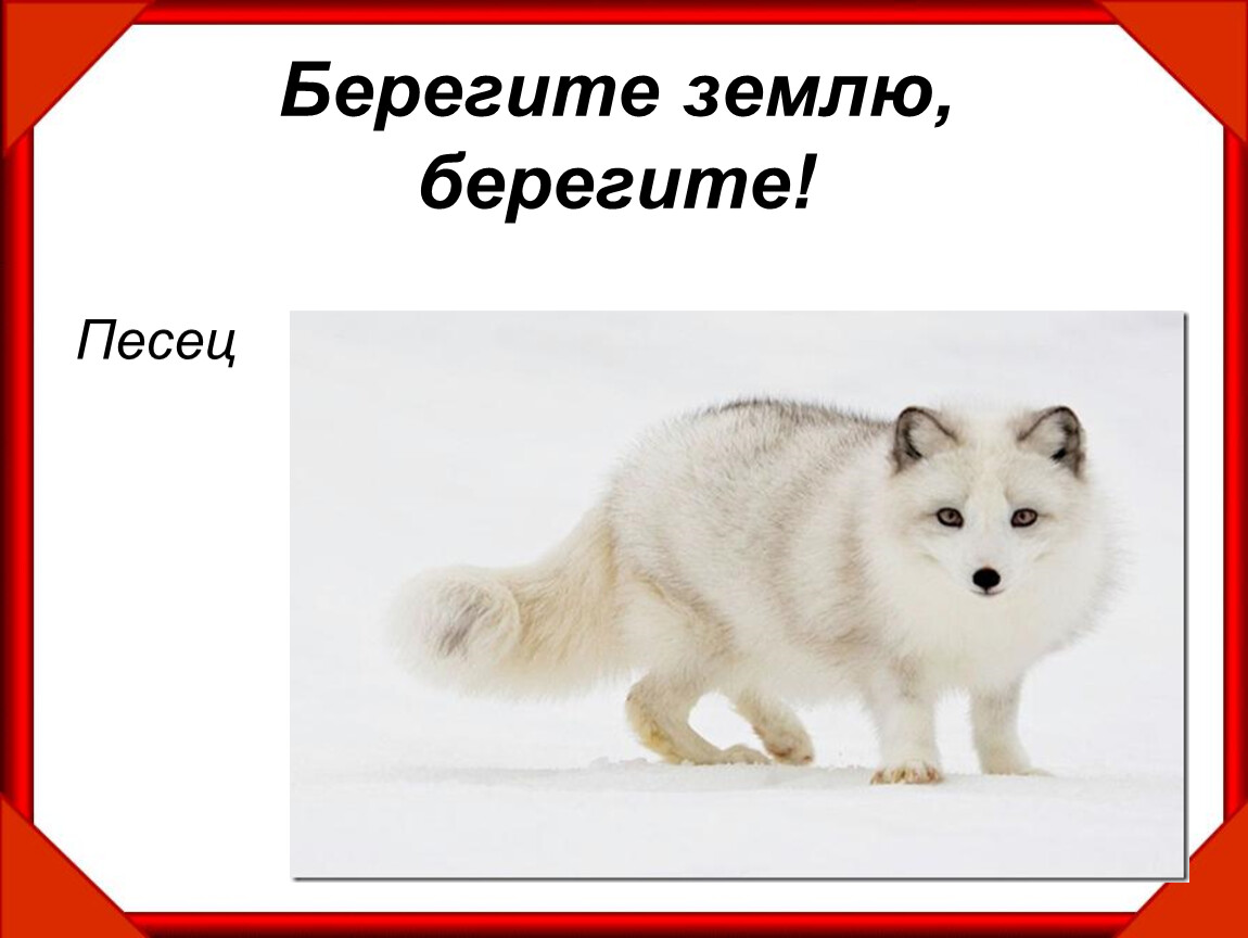 Песец природная зона. Спасибо за внимание с песцом. Песец красная книга. Песец занесен в красную книгу. Писец красной книги окружающий мир.