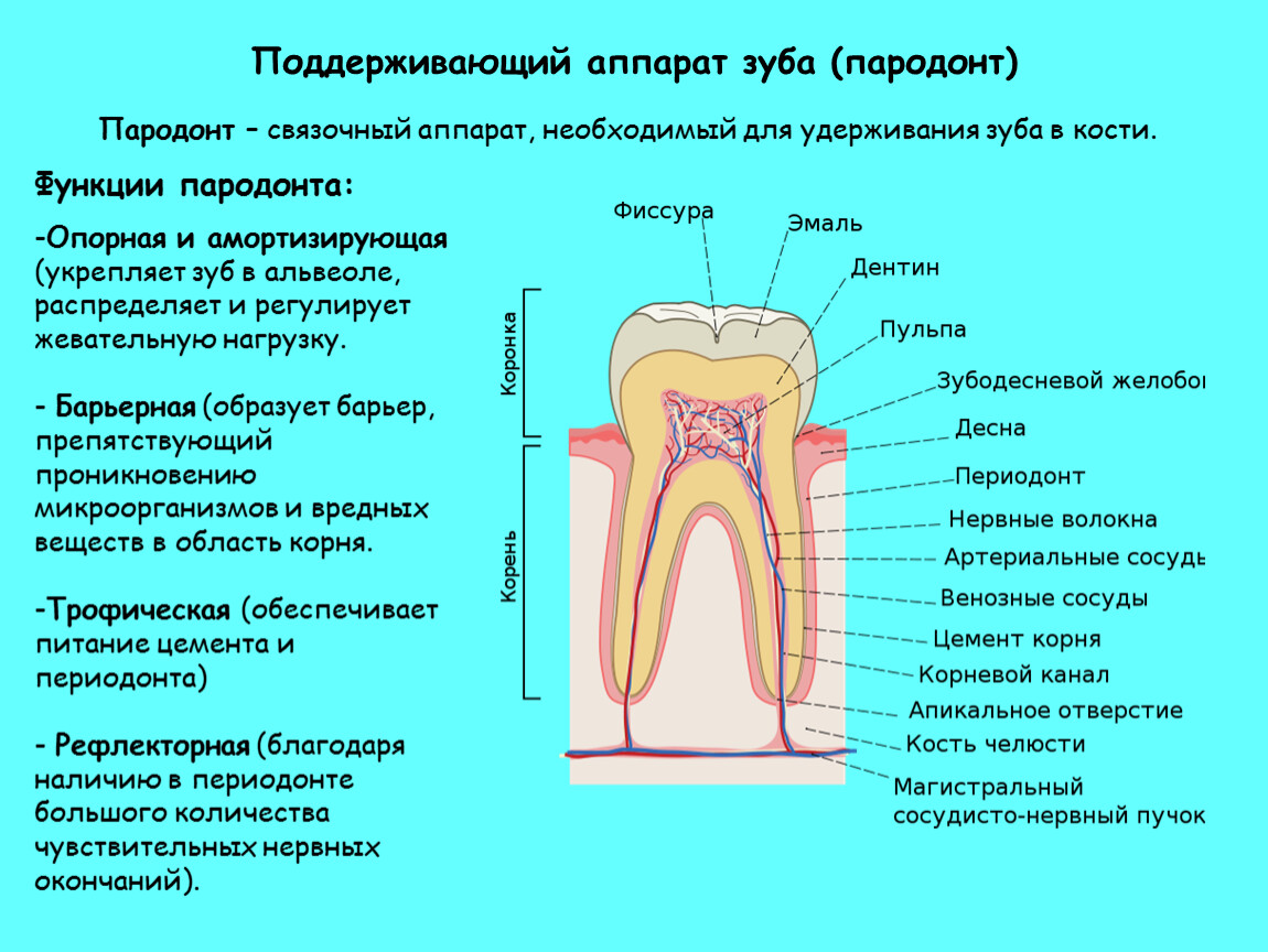 Какие части у зуба. Анатомия строение зуба периодонт. Гистологическое строение периодонта. Поддерживающий аппарат зуба пародонт гистология. Строение периодонта гистология.