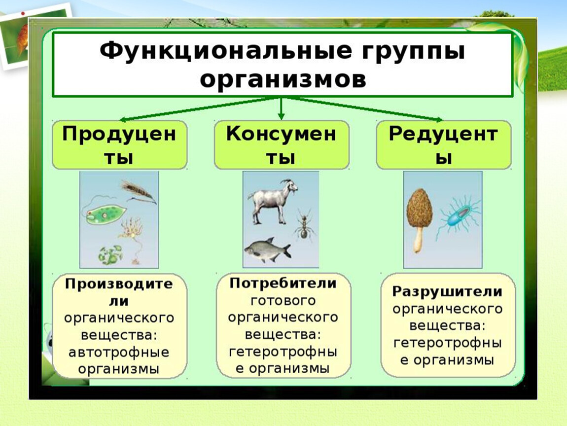 Пример любого организма. Функциональные группы организмов в экосистеме. Функциональные группы продуценты консументы редуценты. Функциональные группы в биологии. Функциональные группы экосистемы.