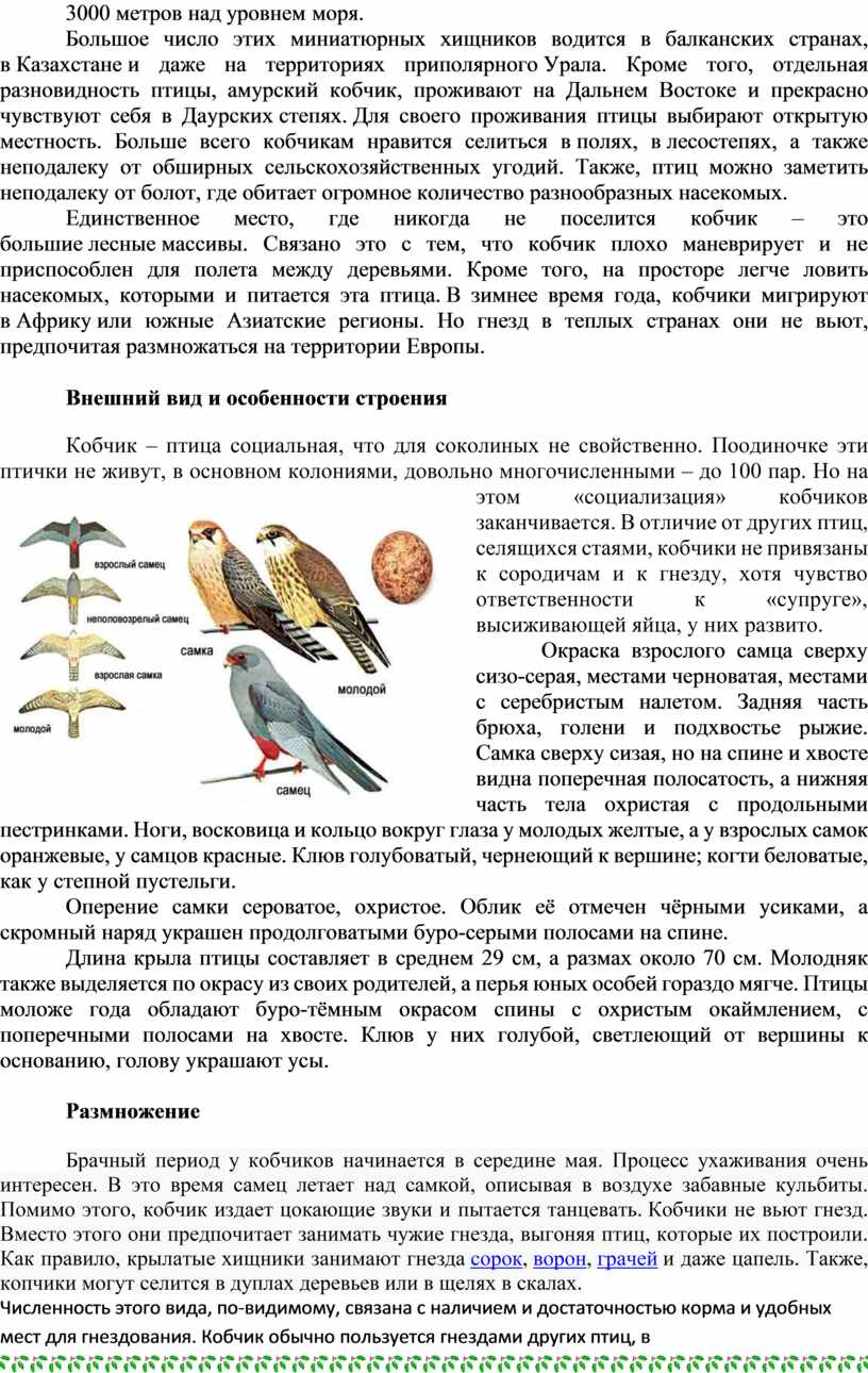Реферат: Птицы Казахстана