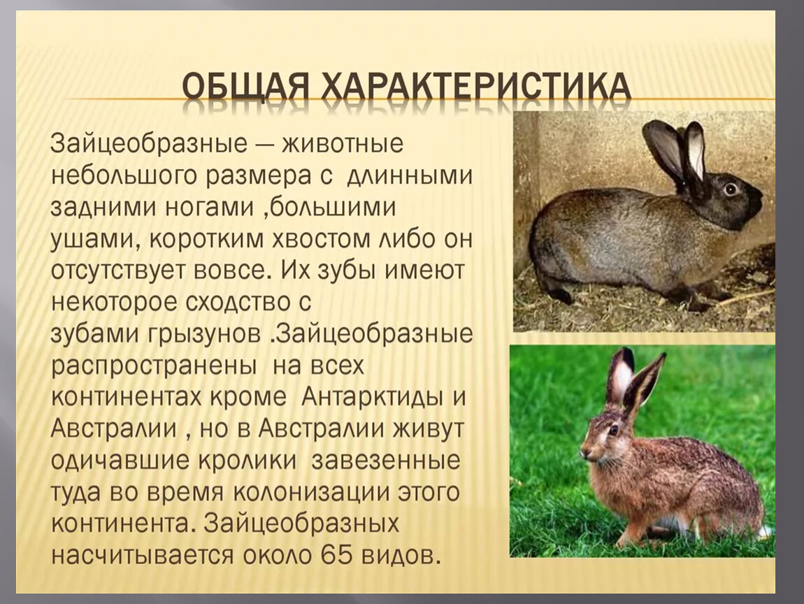 К каким животным относятся кролики. Зайцеобразные общая характеристика. Характеристика отряда зайцеобразные. Отряды млекопитающих зайцеобразные. Кроль зайцеобразные.