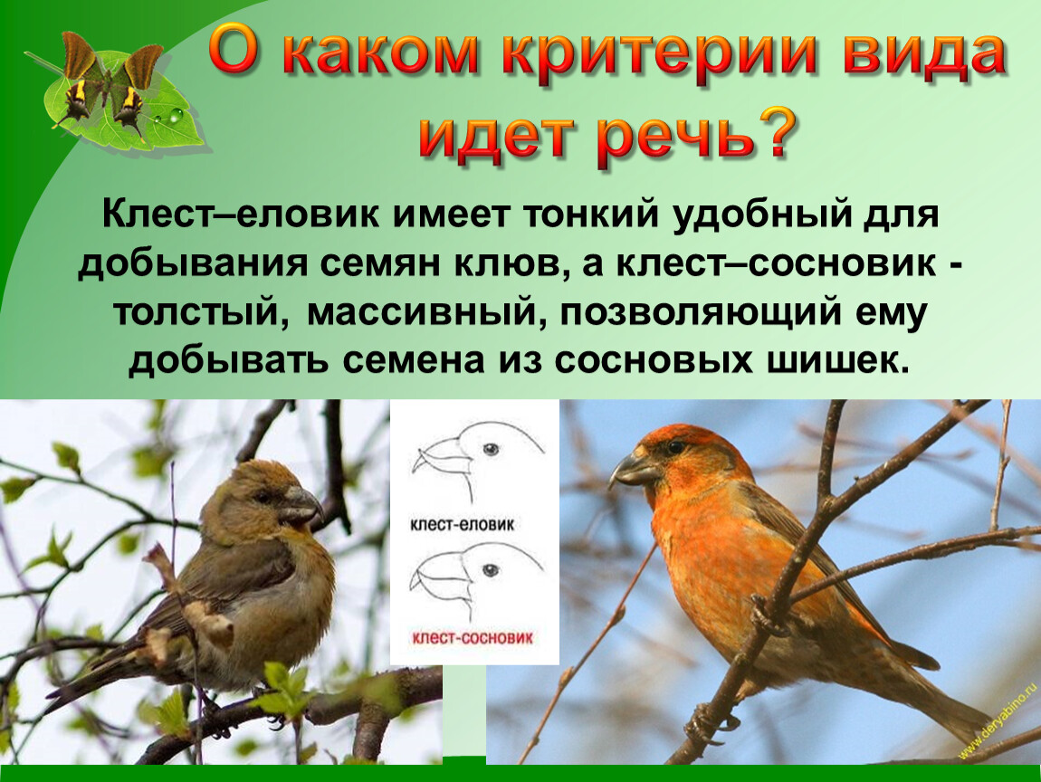 О каком животном идет речь. Клест еловик морфологический критерий. Клёст еловик и клёст Сосновик различия. Экологические критерии птиц. Клест еловик и Сосновик отличия.