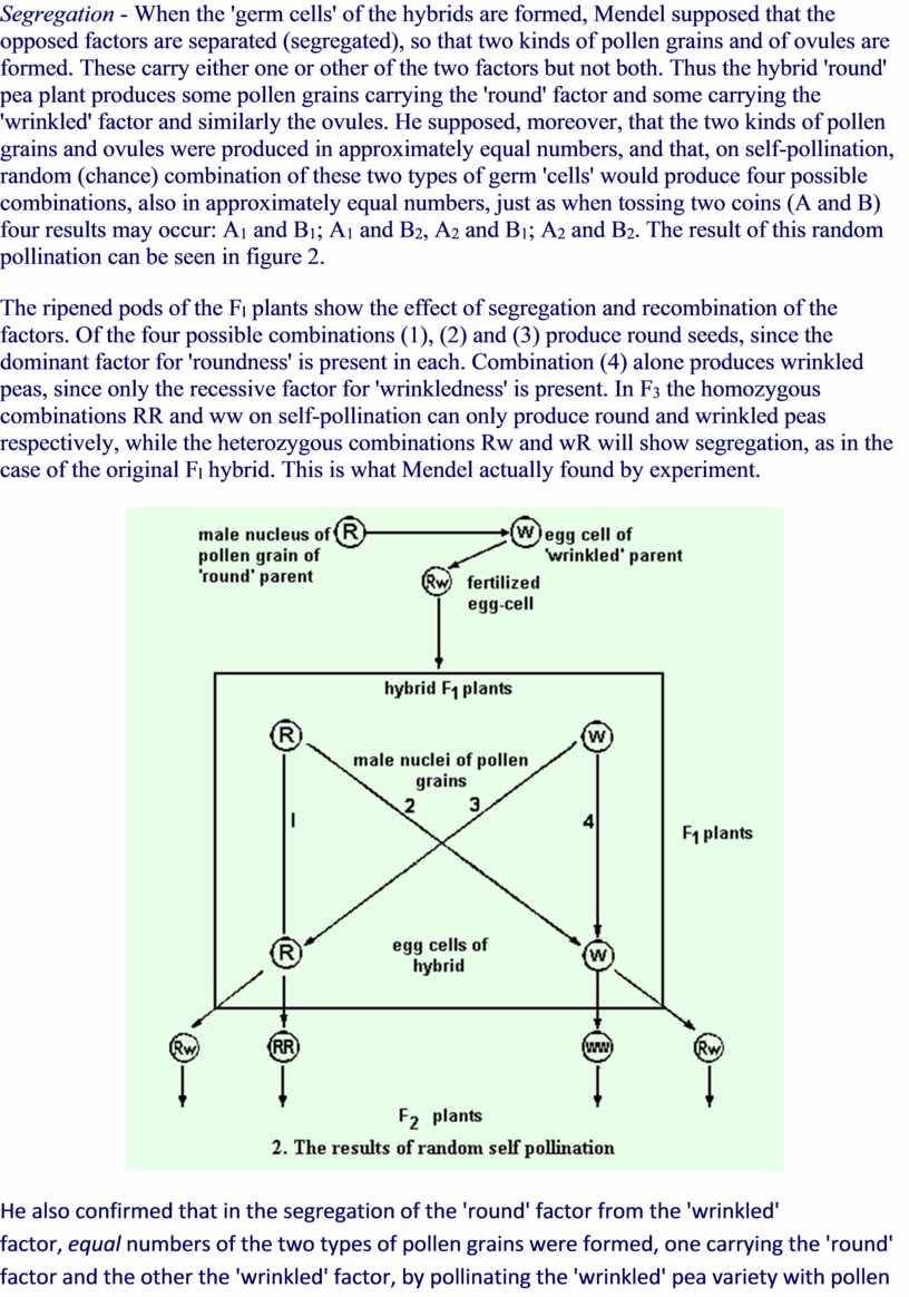 Segregation - When the 'germ cells' of the hybrids are formed,