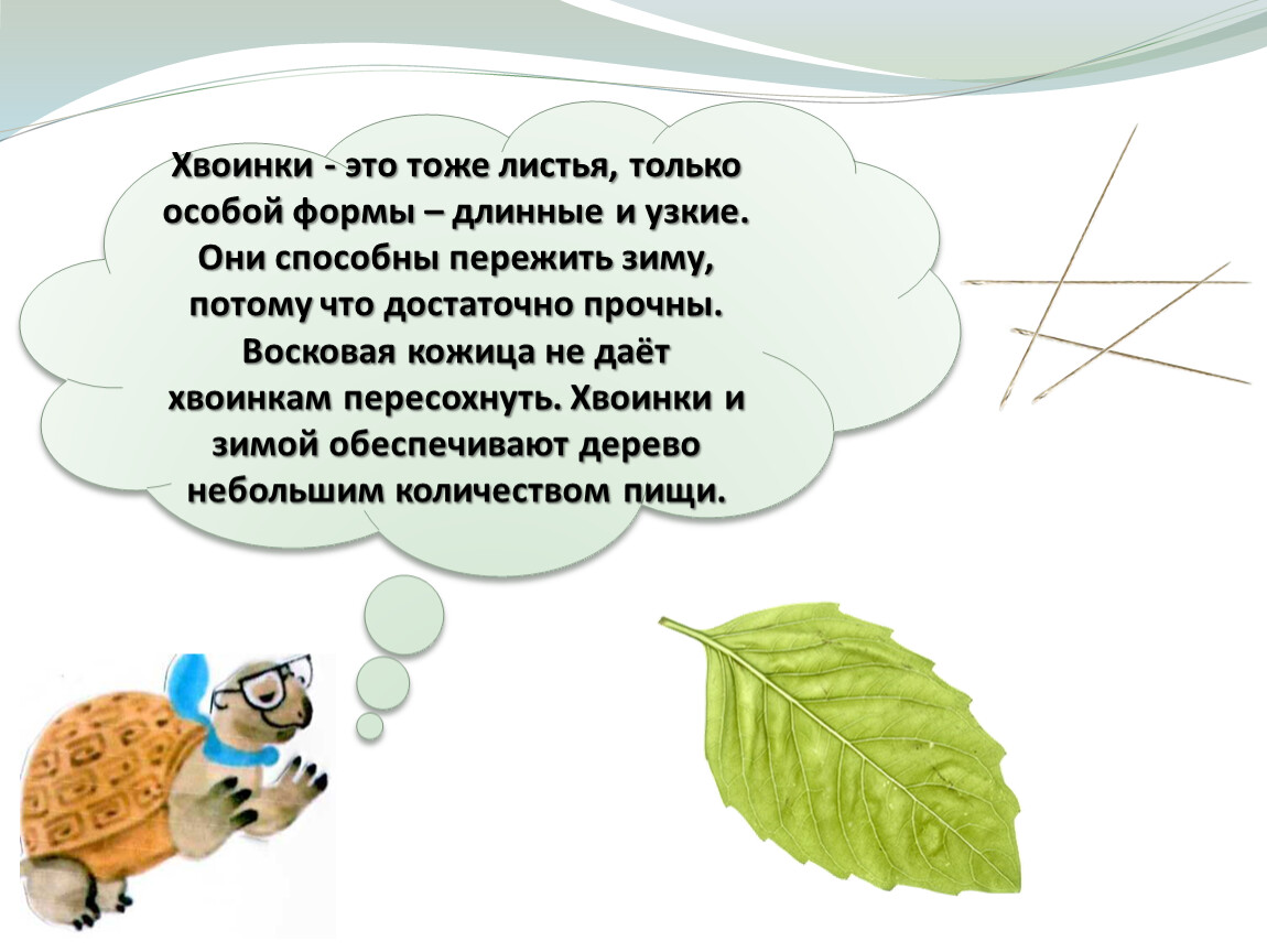 Что такое хвоинки презентация 1 класс. Что такое хвоинки. Листья и хвоинки. Что такое хвоинки презентация. Функция хвоинки.