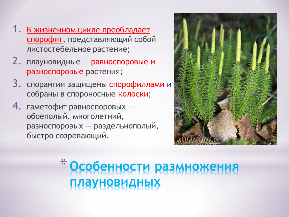 Признаки различий между плаунами и хвощами. Гаметофит плауновидных. Особенности размножения плауновидных. Спорофит плауна. Плауновидные спорофит и гаметофит.