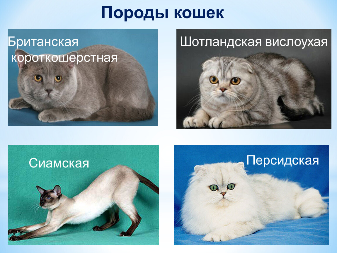 Породы кошек 1 класс. Породы домашних кошек. Виды кошек породы. Породы домашних животных 2 класс. Породы домашней кошки окружающий мир.