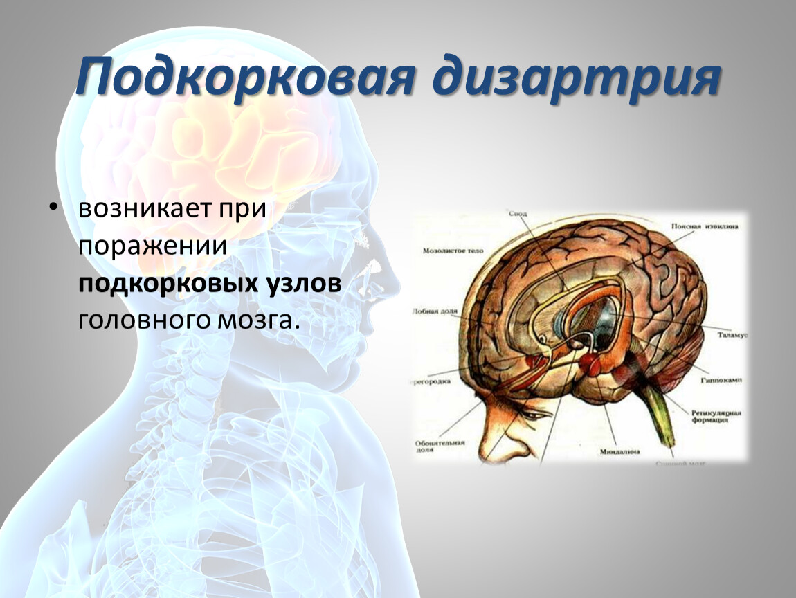 Мозг подкорковые. Локализация поражения при экстрапирамидной дизартрии. Симптомы поражения мозжечка дизартрия. Подкорковая дизартрия локализация. Подкорковая форма дизартрии.